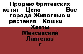 Продаю британских котят › Цена ­ 30 000 - Все города Животные и растения » Кошки   . Ханты-Мансийский,Лангепас г.